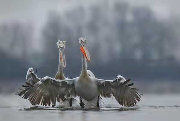 雨中動物的精彩瞬間,真的非常可愛 雨中動物的精彩瞬間,真的非常可愛