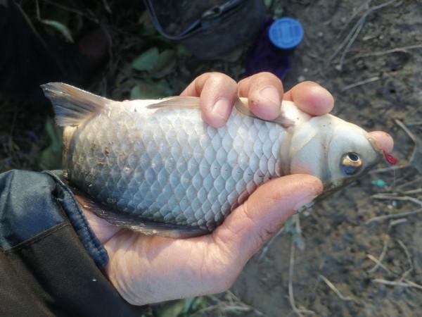 「雙11」寒潮來襲檢驗是否空軍,什麼用蚯蚓也能上草魚? 「雙11」寒潮來襲檢驗是否空軍,什麼用蚯蚓也能上草魚?