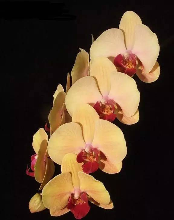 蘭花：部分種類圖鑑