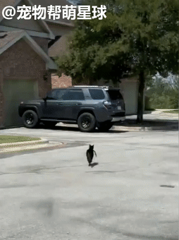 貓朋友要被鄰居送進收容所震驚了網友,她這樣霸氣回應 貓朋友要被鄰居送進收容所震驚了網友,她這樣霸氣回應