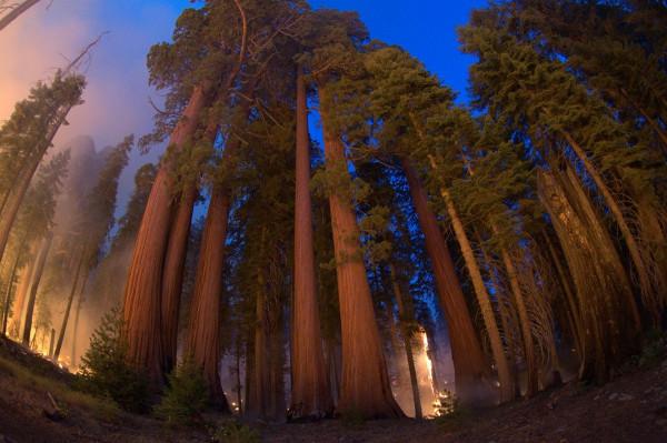 離死只有24公里?加州野火步步緊逼,地球最大生物或已危在旦夕 離死只有24公里?加州野火步步緊逼,地球最大生物或已危在旦夕