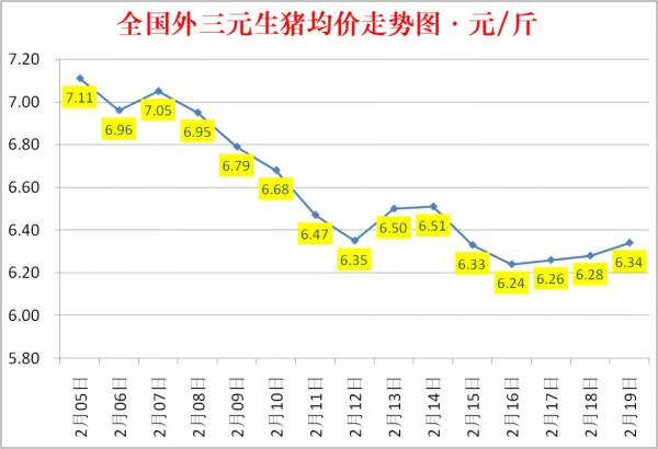 豬價上漲！2022年2月19日生豬價格