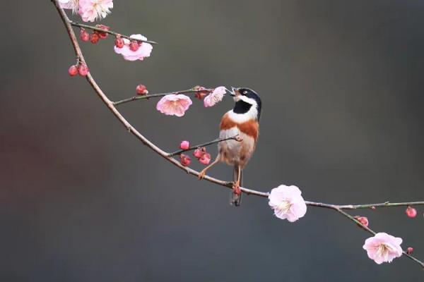 紅頭長尾山雀戲梅