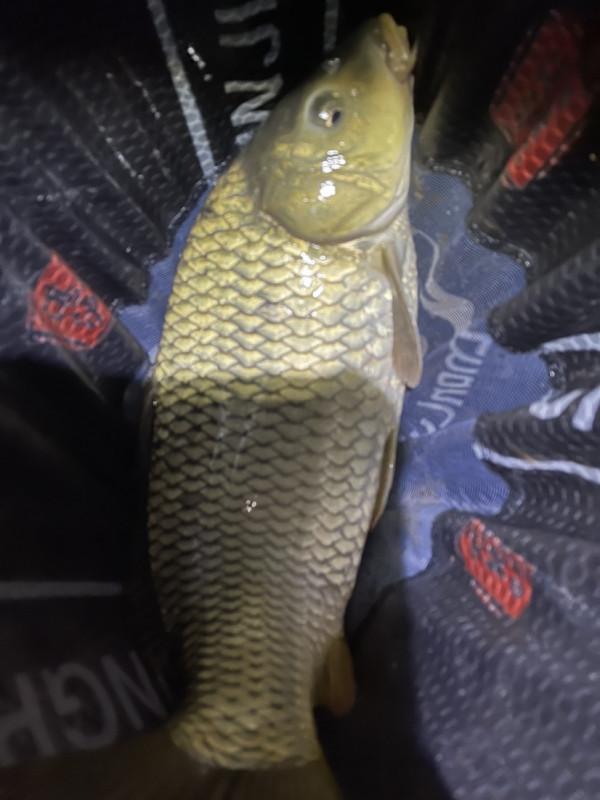 元宵節大戰阿墨江，與巨鯉博手一戰