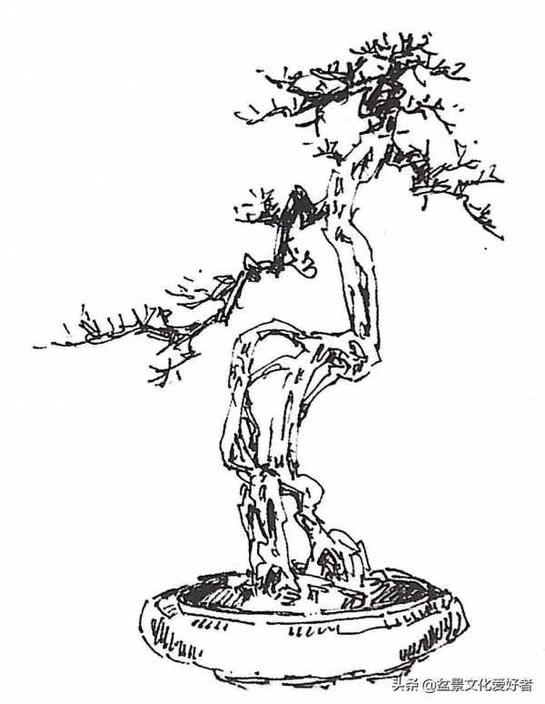 盆景造型案例：盆景製作從一張設計圖開始