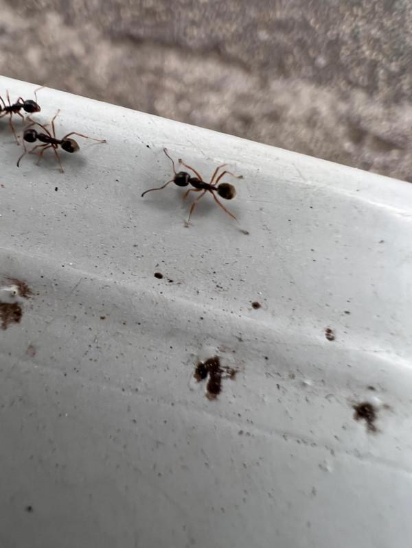 蘋果手機13微距