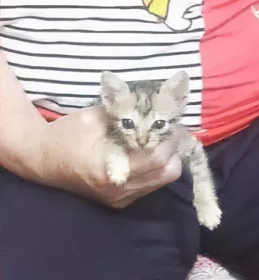 72歲的老阿嬤推著毛孩子散步,把遛貓當復健,暖哭眾人 72歲的老阿嬤推著毛孩子散步,把遛貓當復健,暖哭眾人