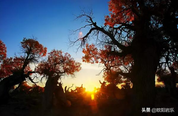 國內這6個地方的胡楊林，美得無法無天！此生一定要去看一次