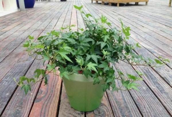 100種觀葉植物 | No.7 常春藤養護攻略