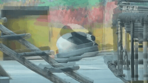 大熊貓愛犯困一到飯點就精神，網友：果真是我的翻版