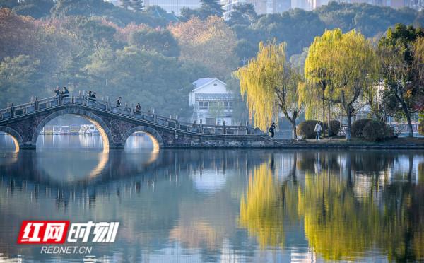 組圖丨帶你暢遊焦糖色烈士公園 水杉連成百米畫廊