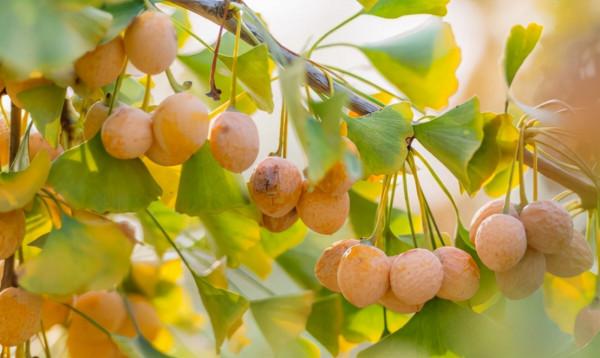降壓降糖，益肺護肝，銀杏葉有這些好處，但它的毒性也要知道