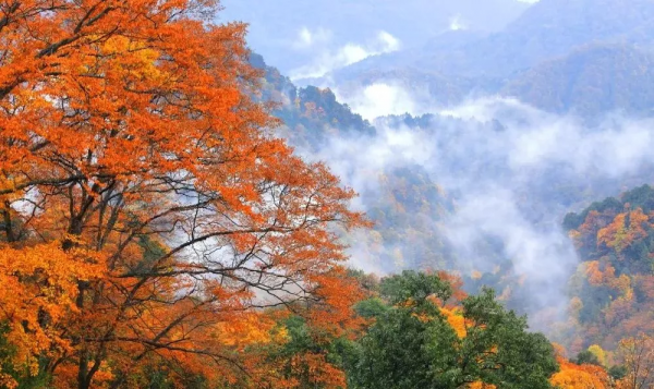 紅葉最佳觀賞期！這些地方全都美成了仙境，趕緊出發