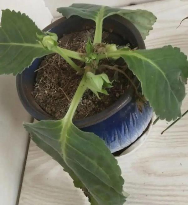 10種花，冬天別噴水，越噴越爛葉，變成光桿特醜