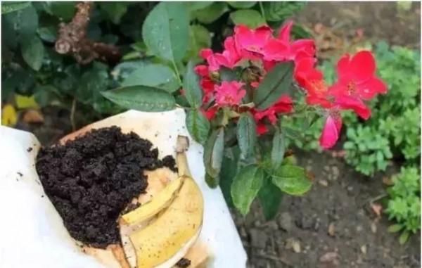 養花不用買肥料，把廚餘垃圾“囤起來”發酵，就是養花的好材料
