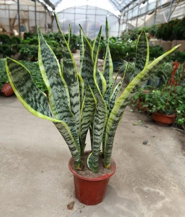 綠蘿、吊蘭等，10種常見花卉的各項&OpenCurlyDoubleQuote;需求指標&rdquo;，養花人收藏