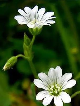 《百花集》（二百三十五）