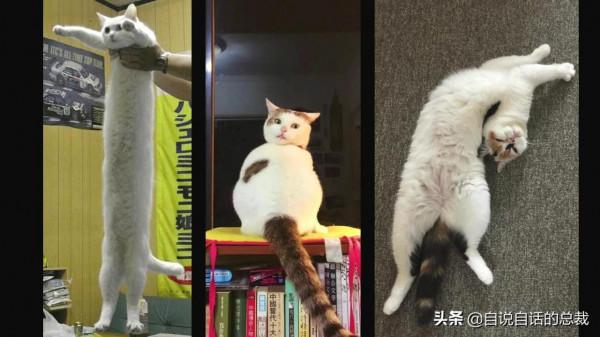 液體貓咪之謎：為什麼說貓都是液體？這竟然是被證明過的科學結論