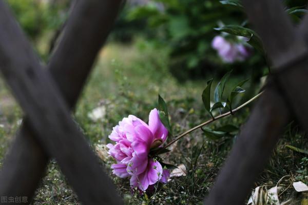 “享年”與“終年”，都是表示死亡，它們之間到底有什麼區別？