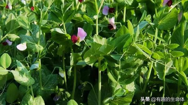 這14種豆類糧食你見過幾種，吃過幾種呢？很多人分不清是什麼豆子