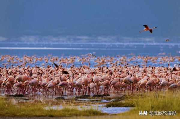 火烈鳥的天堂-博戈里亞湖