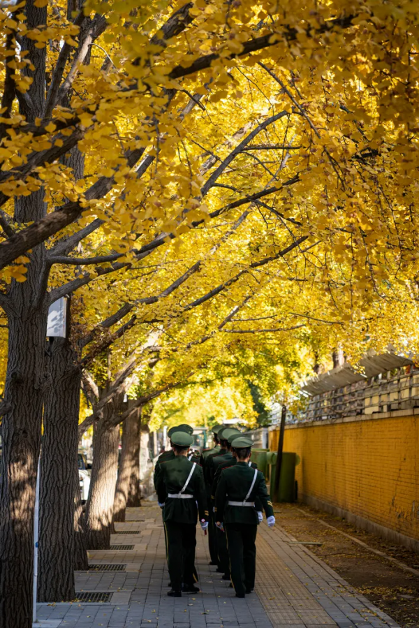 在北京過個秋天，立刻退掉了去騰衝的機票