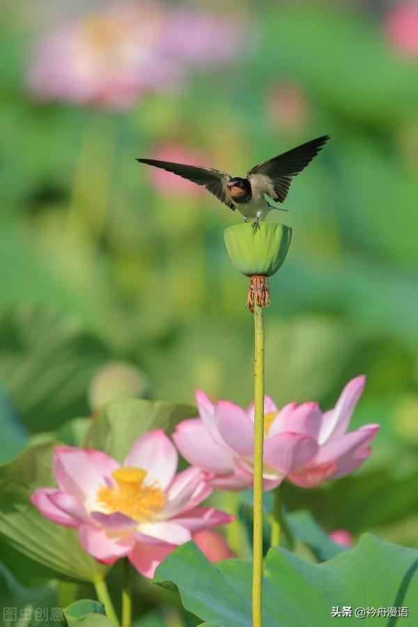 荷花與鳥兒的美麗邂逅
