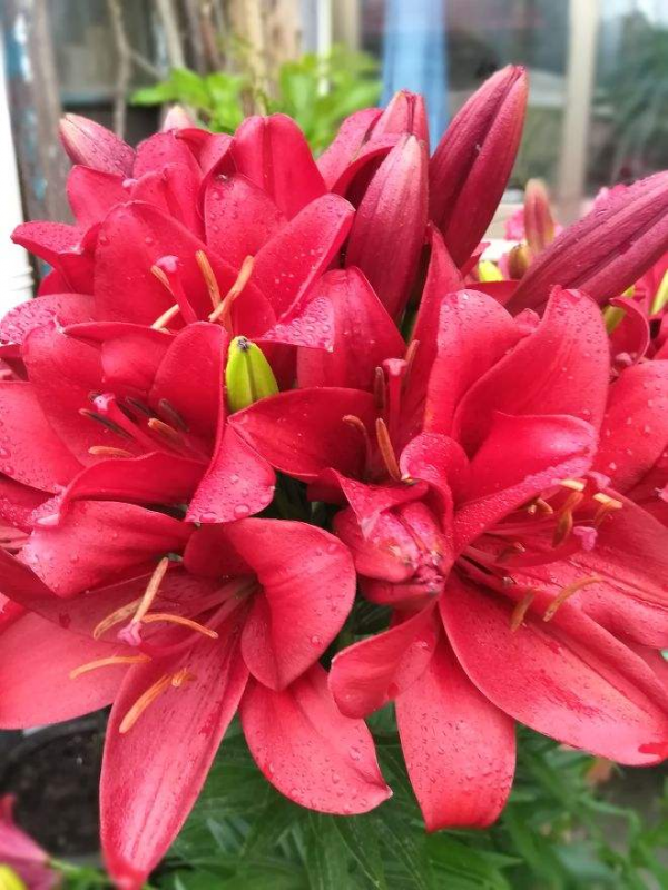 一個“洋蔥球”種土裡,開花被稱作“雲裳仙子”,滿屋子都是香味 一個“洋蔥球”種土裡,開花被稱作“雲裳仙子”,滿屋子都是香味