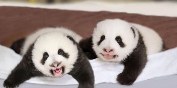 法國新生熊貓寶寶的教父居然是姆巴佩,名字還要叫圓嘟嘟 法國新生熊貓寶寶的教父居然是姆巴佩,名字還要叫圓嘟嘟