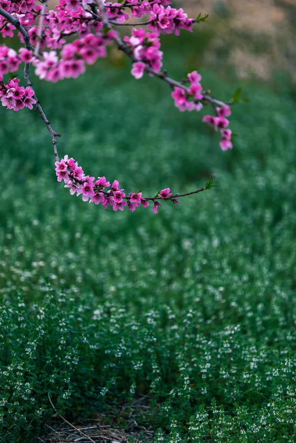 春天奢侈的十件小事