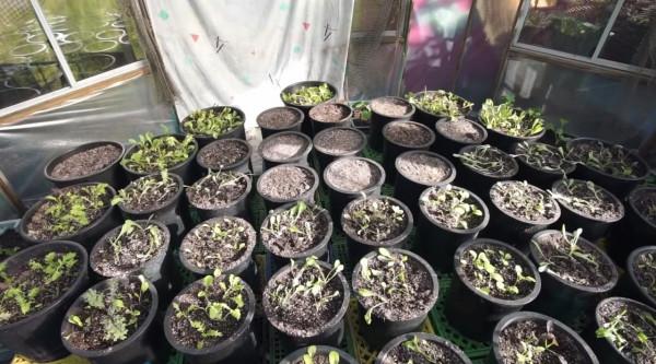 外國牛人自制人工小島，一住就是29年