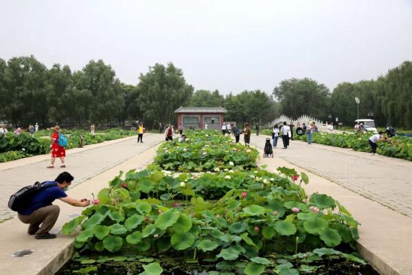 跟著乾隆去賞荷