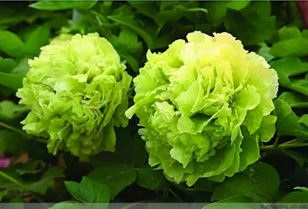 「綠花」 綠葉常見綠花不常見，這些你都見過嗎？花與葉爭豔