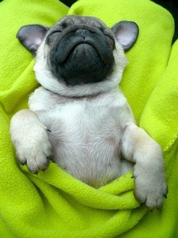 動物如此有趣和酷的一面，你見過沒？