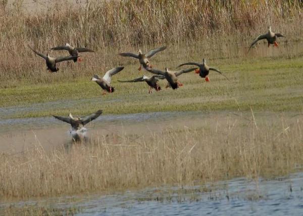 我與斑嘴鴨的情緣