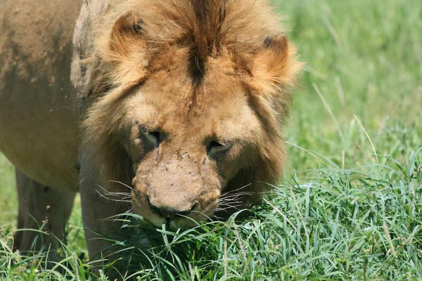 獅子吃草還是不吃草？