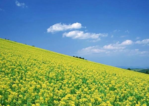 分享圖片，春天來了，滿山遍野的油菜花開了