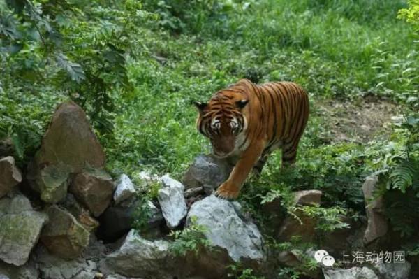 【探索】“閃電”，羊市長......《瘋狂動物城》的角色現實中長這樣→