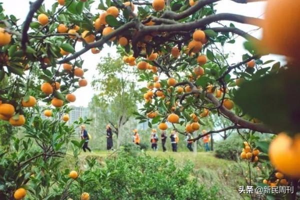 日本限制水果品種流出?良種需要引進來走出去 日本限制水果品種流出?良種需要引進來走出去