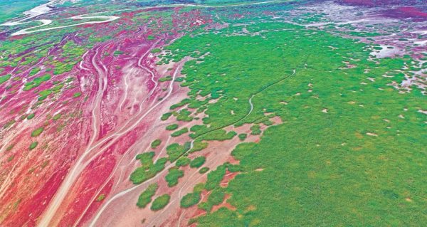 林草科普|黃河口溼地:“鳥類國際機場” 林草科普|黃河口溼地:“鳥類國際機場”