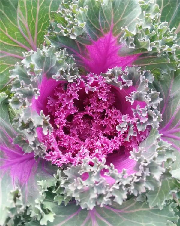 4步驟輕鬆栽種羽衣甘藍,見證它葉似“霓裳”,品味它爽口美味 4步驟輕鬆栽種羽衣甘藍,見證它葉似“霓裳”,品味它爽口美味