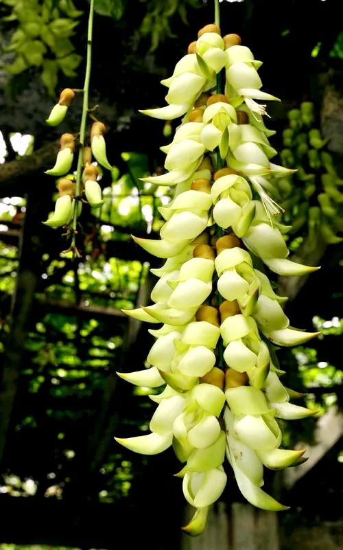 像鳥兒一樣靈動的禾雀花