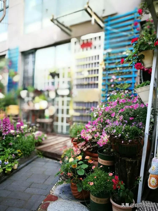 這樣的小院就是我夢想中的花園