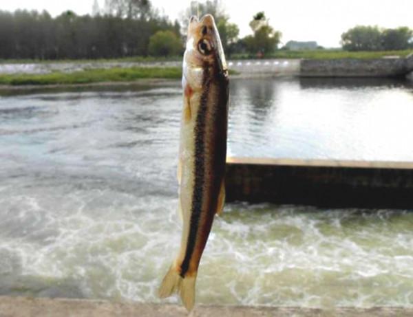 以前嫌小沒人要，殊不知如今80元一斤，想吃不一定買得到