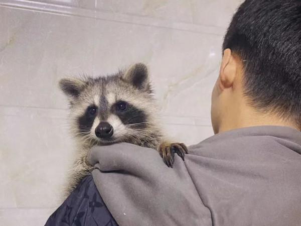 一年賣掉3000只狐狸，貓狗已經滿足不了95後的“野心”