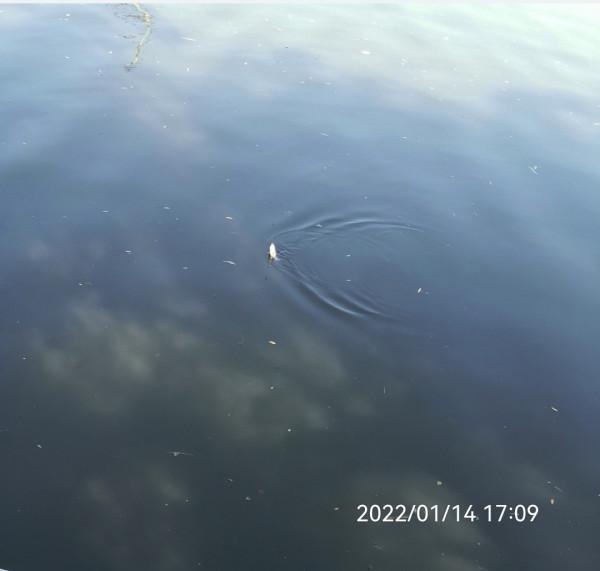 五個小時半碗淚水感動了水裡的精靈