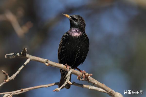 八哥鳥逃出阿富汗,用法語說你好,竟成法國使館吉祥物 八哥鳥逃出阿富汗,用法語說你好,竟成法國使館吉祥物