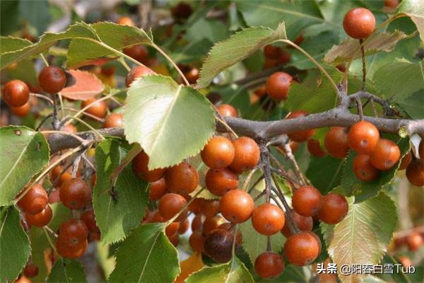 5種農村常見的野果,你還記得幾種呢?一起來認識下,滿滿的回憶 5種農村常見的野果,你還記得幾種呢?一起來認識下,滿滿的回憶