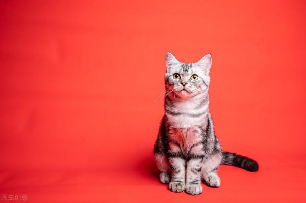 貓咪的壽命有多久？你家貓主子能陪你多少年？｜再見寶貝寵物關愛