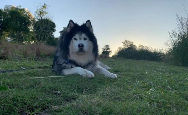 犬滿8歲,養狗人要注意這些事 犬滿8歲,養狗人要注意這些事